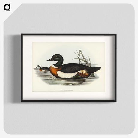 2-55_John-Gould_blk