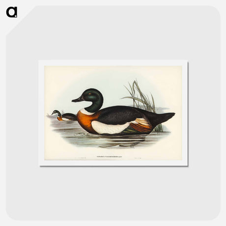 アートポストカード-Chestnut-Coloured Shieldrake
 - ジョン グールド Postcard.