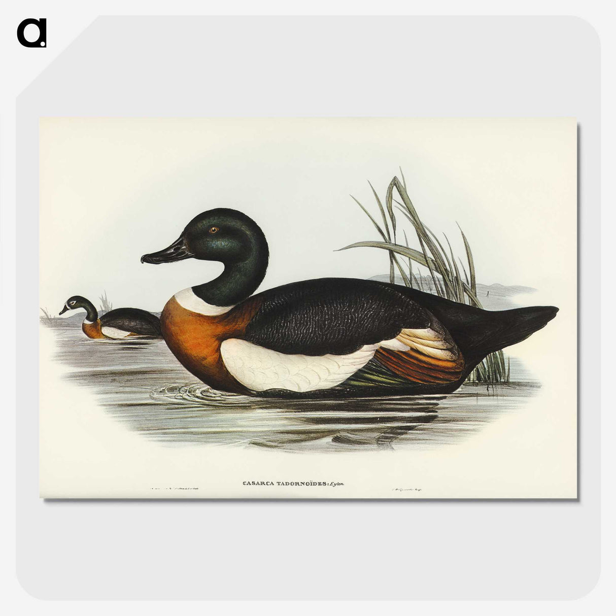 2-55_John-Gould_picture-crop