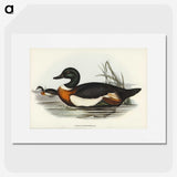 2-55_John-Gould_picture
