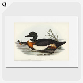 2-55_John-Gould_picture