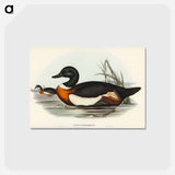 アートポストカード-Chestnut-Coloured Shieldrake
 - ジョン グールド Postcard.