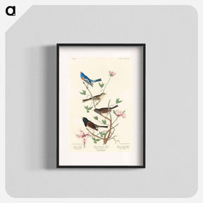 アートポスター-Lazuli, Clay-coloured, and Oregon Finches
 - ジョン ジェームス オーデュボン Poster.