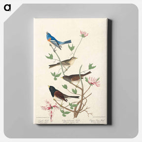 アートパネル-Lazuli, Clay-coloured, and Oregon Finches
 - ジョン ジェームス オーデュボン Canvas.