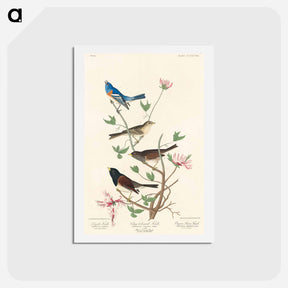 アートポストカード-Lazuli, Clay-coloured, and Oregon Finches
 - ジョン ジェームス オーデュボン Postcard.