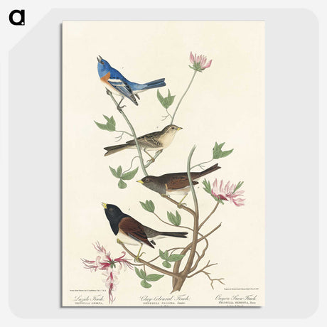 2-55_John-James-Audubon_picture-crop