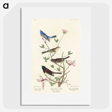 2-55_John-James-Audubon_picture