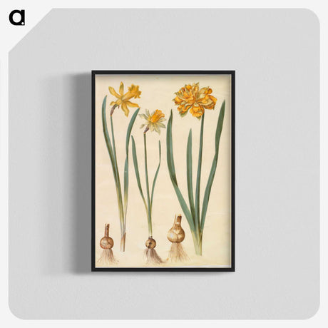 2-55_Maria-Sibylla-Merian_blk-crop
