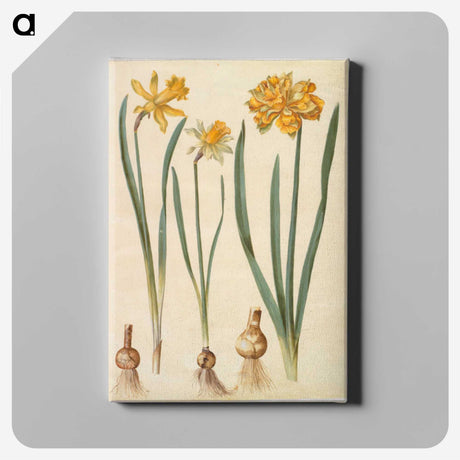 2-55_Maria-Sibylla-Merian_canvas
