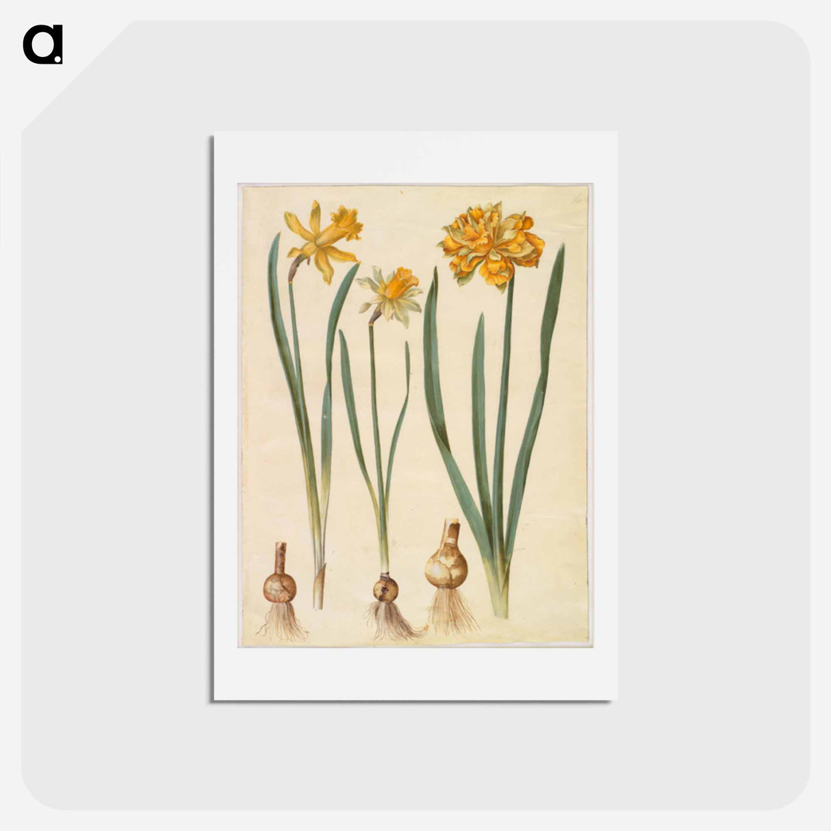アートポストカード-Narcissus
 - マリア ジビーラ メーリアン Postcard.