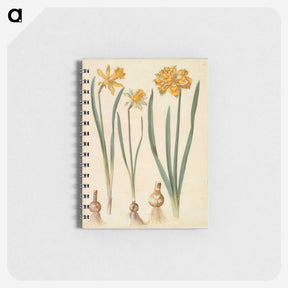 2-55_Maria-Sibylla-Merian_memo