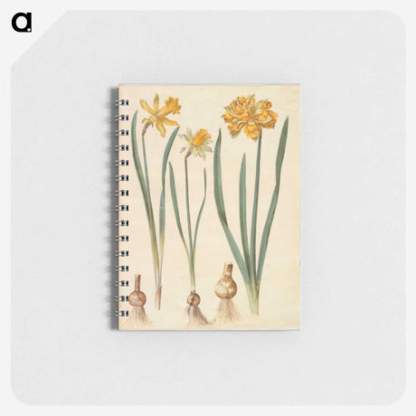2-55_Maria-Sibylla-Merian_memo