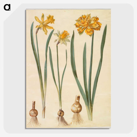 2-55_Maria-Sibylla-Merian_picture-crop