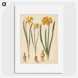 2-55_Maria-Sibylla-Merian_picture