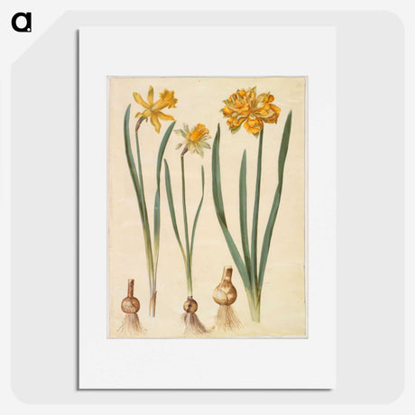 2-55_Maria-Sibylla-Merian_picture
