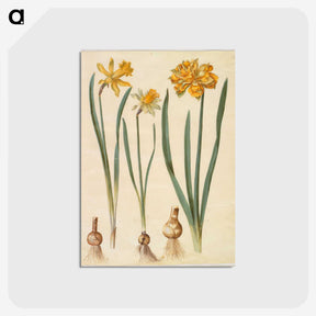 2-55_Maria-Sibylla-Merian_postcard