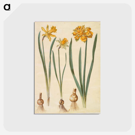 アートポストカード-Narcissus
 - マリア ジビーラ メーリアン Postcard.