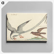 2-55_Mark-Catesby_canvas