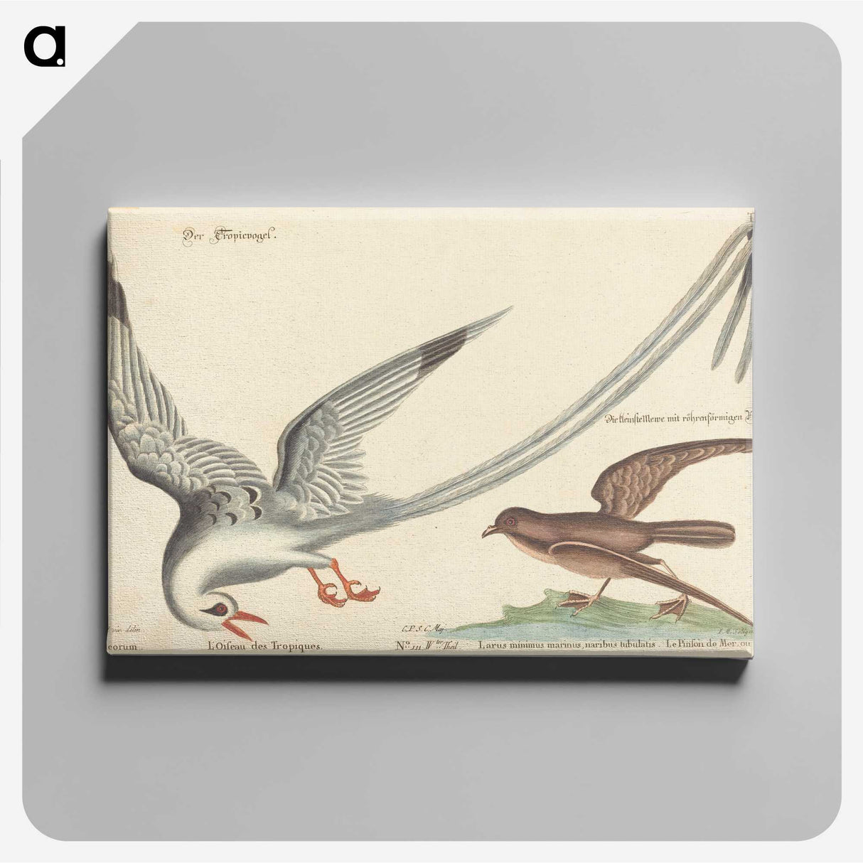 2-55_Mark-Catesby_canvas