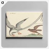 2-55_Mark-Catesby_canvas