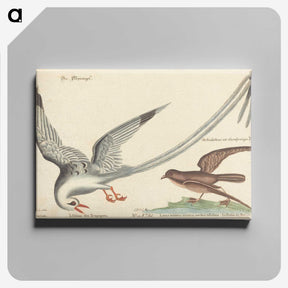 2-55_Mark-Catesby_canvas