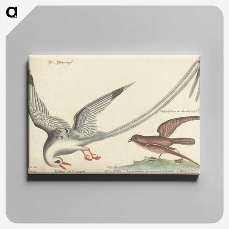 2-55_Mark-Catesby_canvas