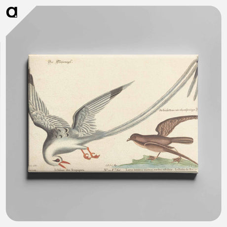 アートパネル-The Tropic Bird
 - マーク ケイツビー Canvas.