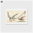 アートポストカード-The Tropic Bird
 - マーク ケイツビー Postcard.