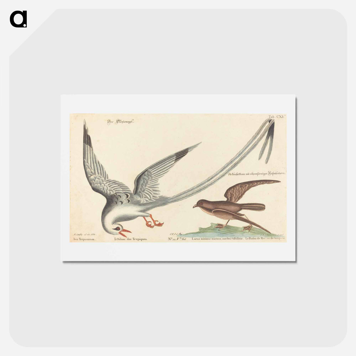 アートポストカード-The Tropic Bird
 - マーク ケイツビー Postcard.