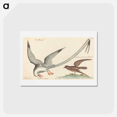 アートポストカード-The Tropic Bird
 - マーク ケイツビー Postcard.