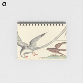 2-55_Mark-Catesby_memo