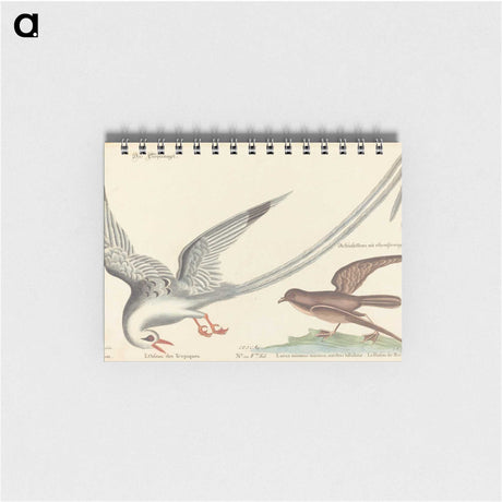 2-55_Mark-Catesby_memo