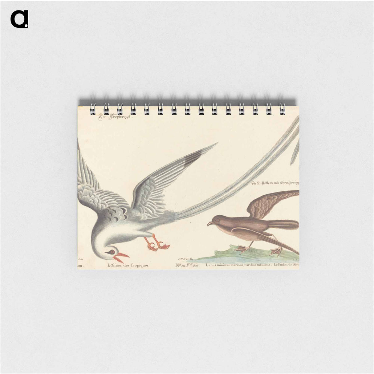 アートメモ帳-The Tropic Bird
 - マーク ケイツビー Memo.