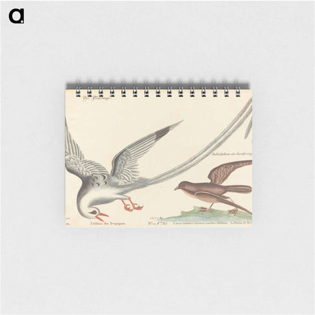 アートメモ帳-The Tropic Bird
 - マーク ケイツビー Memo.