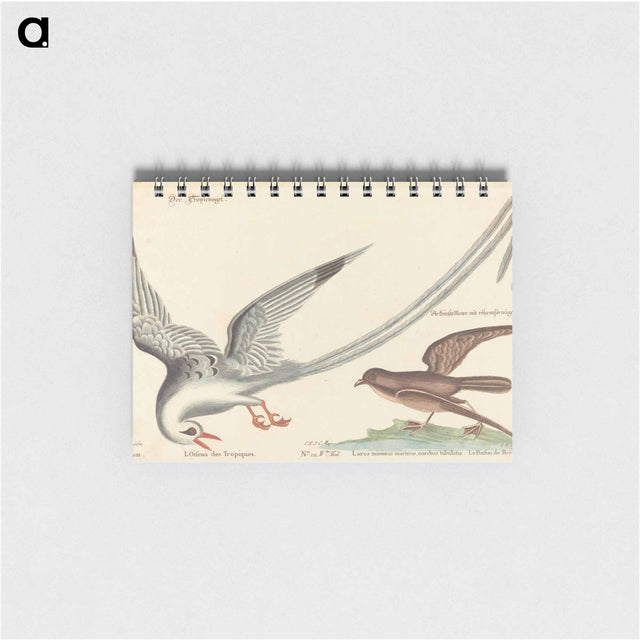 アートメモ帳-The Tropic Bird
 - マーク ケイツビー Memo.