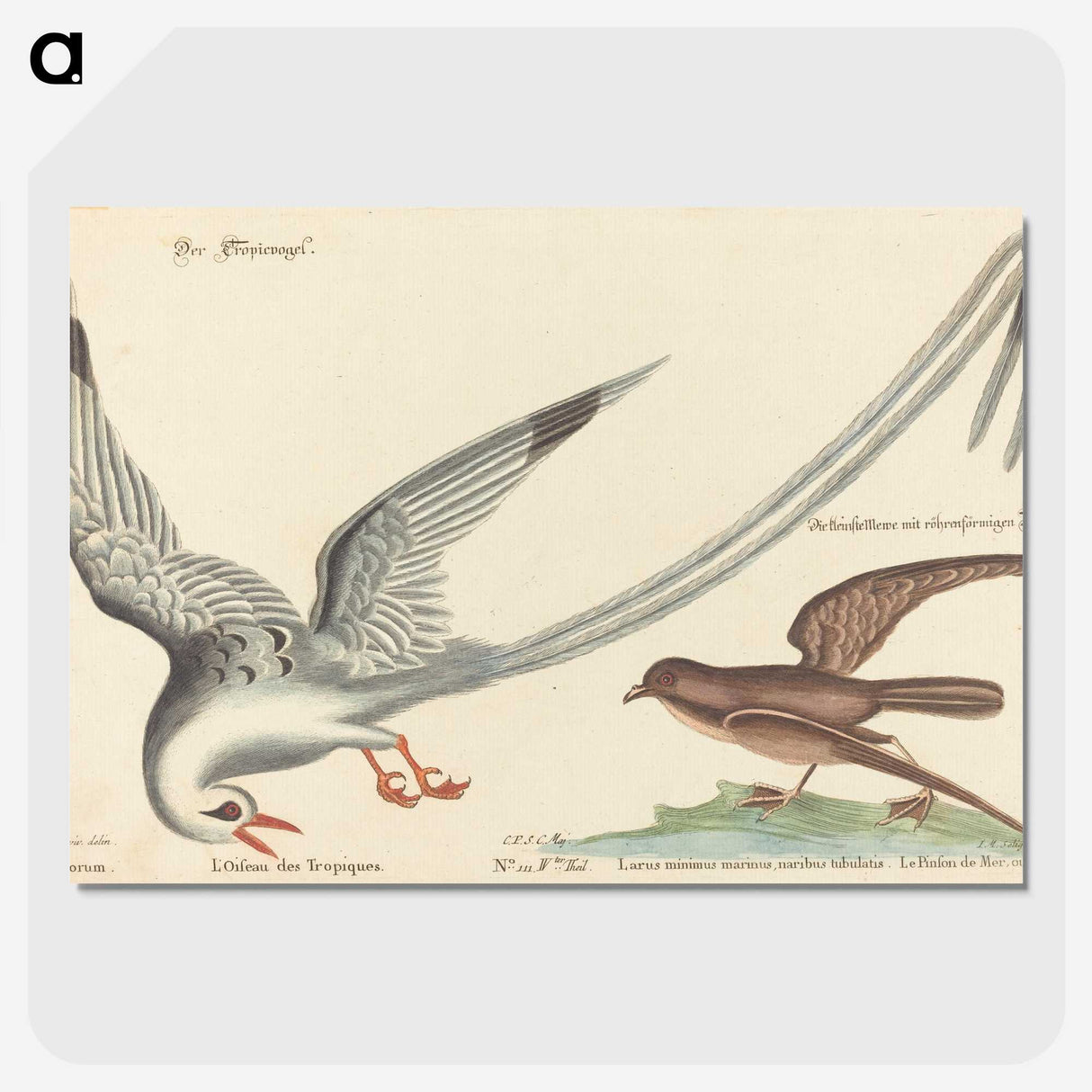 2-55_Mark-Catesby_picture-crop