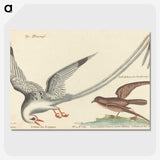 2-55_Mark-Catesby_picture-crop