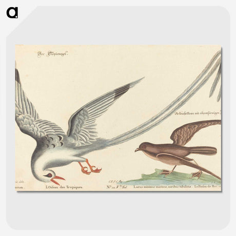 2-55_Mark-Catesby_picture-crop