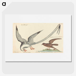 2-55_Mark-Catesby_picture