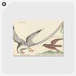 2-55_Mark-Catesby_postcard