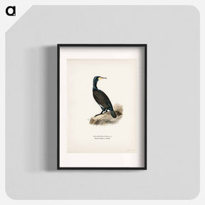 アートポスター-Great Cormoran
 - スヴェンスカ フォグラル Poster.
