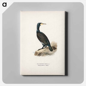 アートパネル-Great Cormoran
 - スヴェンスカ フォグラル Canvas.