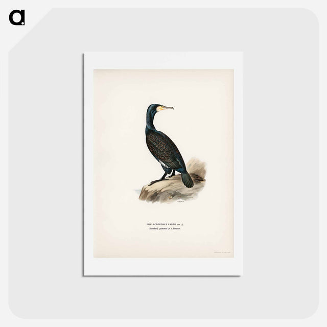 アートポストカード-Great Cormoran
 - スヴェンスカ フォグラル Postcard.