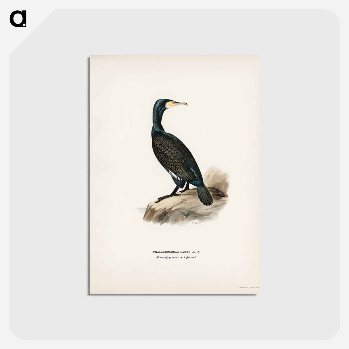 アートポストカード-Great Cormoran
 - スヴェンスカ フォグラル Postcard.