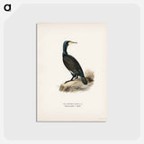 アートポストカード-Great Cormoran
 - スヴェンスカ フォグラル Postcard.