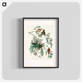 アートポスター-American Crossbill from Birds of America
 - アメリカの鳥たち Poster.