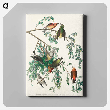 アートパネル-American Crossbill from Birds of America
 - アメリカの鳥たち Canvas.
