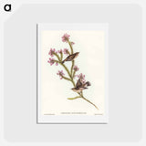 アートポストカード-Western Gerygone
 - オーストラリアの鳥 Postcard.