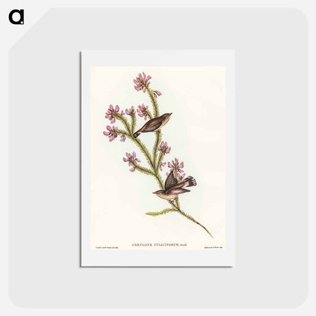 アートポストカード-Western Gerygone
 - オーストラリアの鳥 Postcard.