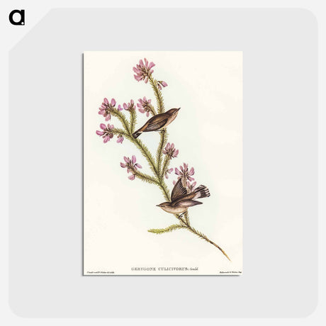 アートポストカード-Western Gerygone
 - オーストラリアの鳥 Postcard.